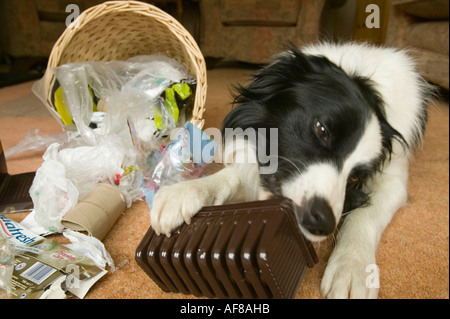 ein schlecht erzogener Border Collie ein Haushalt Abfallbehälter entleeren Stockfoto