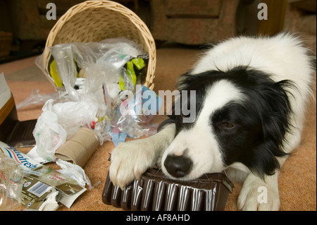 ein schlecht erzogener Border Collie ein Haushalt Abfallbehälter entleeren Stockfoto