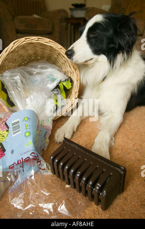 ein schlecht erzogener Border Collie ein Haushalt Abfallbehälter entleeren Stockfoto