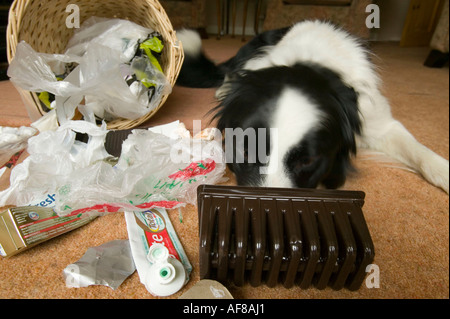 ein schlecht erzogener Border Collie ein Haushalt Abfallbehälter entleeren Stockfoto