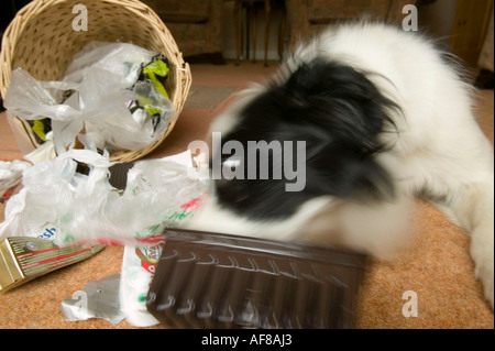 ein schlecht erzogener Border Collie ein Haushalt Abfallbehälter entleeren Stockfoto