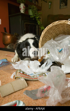 ein schlecht erzogener Border Collie ein Haushalt Abfallbehälter entleeren Stockfoto