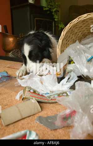 ein schlecht erzogener Border Collie ein Haushalt Abfallbehälter entleeren Stockfoto