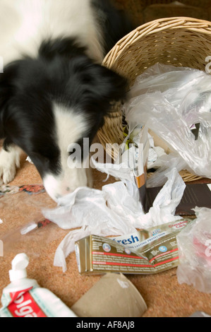 ein schlecht erzogener Border Collie ein Haushalt Abfallbehälter entleeren Stockfoto