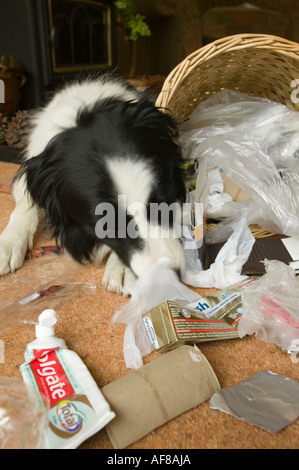 ein schlecht erzogener Border Collie ein Haushalt Abfallbehälter entleeren Stockfoto