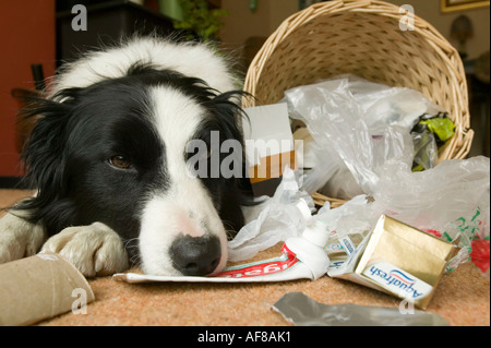 eine freche Border Collie Hund Rumaging durch einen Haushalt Abfallbehälter Stockfoto