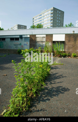 high-Rise Wohnungen und Unkraut in einer heruntergekommenen Gegend von Blackburn, Lancashire, UK Stockfoto