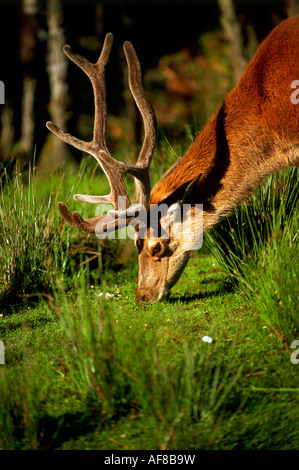 Ein Rothirsch, Westküste in der Nähe von Hokitika, Nordinsel, Neuseeland Stockfoto