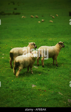 Schafe auf der Krone Bereich Sattel, Gebirgspass, Cardrona, Südinsel, Neuseeland Stockfoto