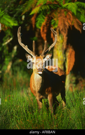 Ein Rothirsch, Westküste in der Nähe von Hokitika, Nordinsel, Neuseeland Stockfoto