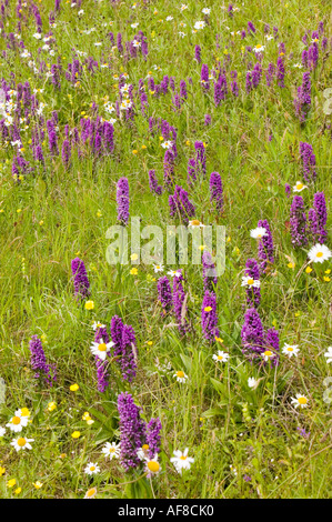 Orchideen wachsen auf einer am Straßenrand Kante neben der A66 in der Nähe von Keswick, Lake District, Großbritannien Stockfoto