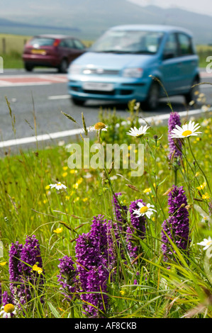 Orchideen wachsen auf einer am Straßenrand Kante neben der A66 in der Nähe von Keswick, Lake District, Großbritannien Stockfoto