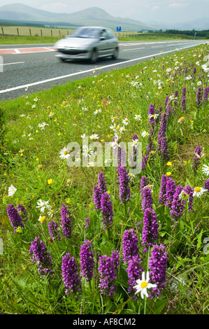 Orchideen wachsen auf einer am Straßenrand Kante neben der A66 in der Nähe von Keswick, Lake District, Großbritannien Stockfoto