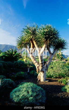 Drachenbaum, den Teide im Hintergrund, Puerto De La Cruz, Valle De La Orotava, Orotova Tal, Teneriffa, Kanarische Inseln, Sp Stockfoto