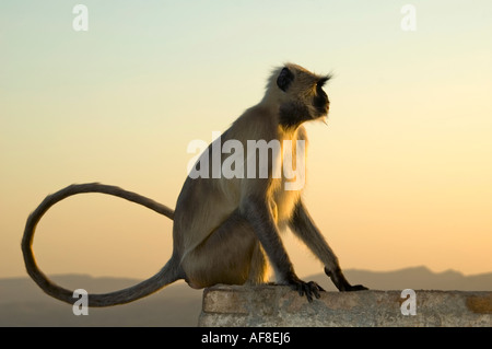 Horizontale Nahaufnahme von einem Erwachsenen Black-footed grau Languren (Semnopithecus Hypoleucos) Affe bei Sonnenuntergang auf einer Mauer sitzend Stockfoto