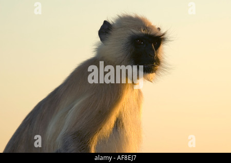 Horizontale nahe Porträt eines Erwachsenen Black-footed grau Languren (Semnopithecus Hypoleucos) Affe bei Sonnenuntergang Stockfoto