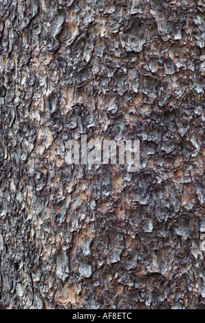 Pinus Contorta 'Fastigiata' Rinde detail Stockfoto