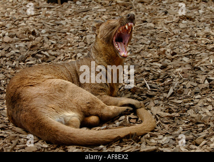 Fossa Cryptoprocta Ferox Madagaskar gefangen Stockfoto