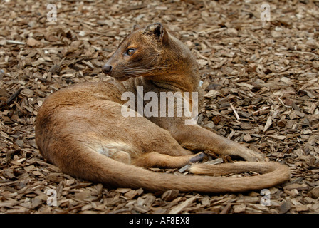 Fossa Cryptoprocta Ferox Madagaskar gefangen Stockfoto