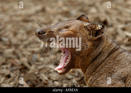 Fossa Cryptoprocta Ferox Madagaskar gefangen Stockfoto