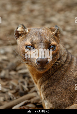 Fossa Cryptoprocta Ferox Madagaskar gefangen Stockfoto