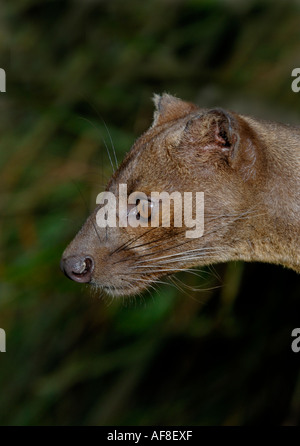 Fossa Cryptoprocta Ferox Madagaskar gefangen Stockfoto