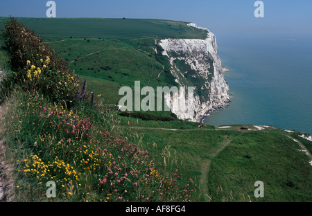 Die White Cliffs of Dover fiel auf den Ärmelkanal, mit wilden Blumen im Vordergrund, Dover, Kent, England Stockfoto