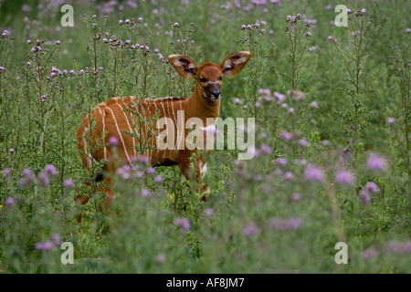 Bongo Tragelaphus Eurycerus Kalb Stockfoto