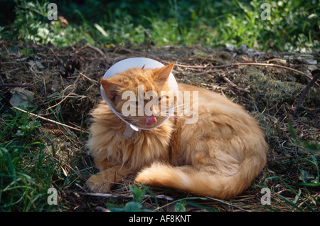 Ingwer Katze tragen chirurgische Kragen Zunge heraus Stockfoto