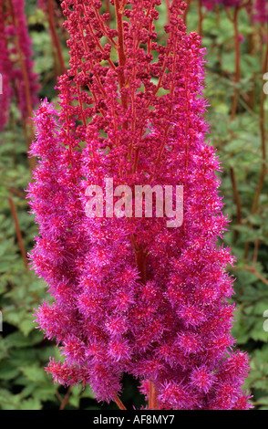 Astilbe Chinensis Var Taquetii Purpurlanze Stockfoto