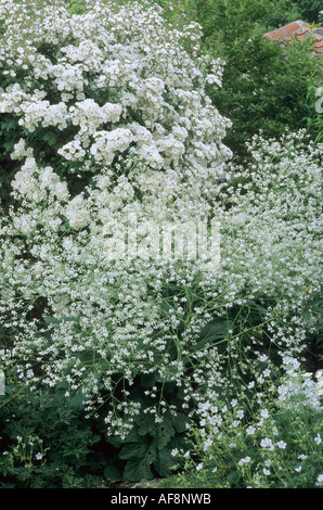 Weiße Garten Kombination Rosa Rambling Rector Crambe Cordifolia Campanula Stockfoto