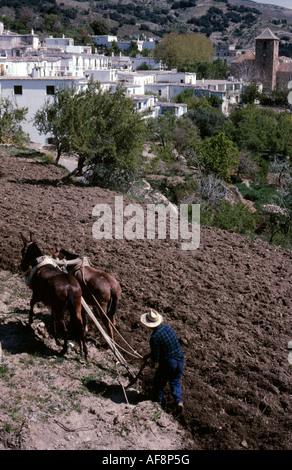 Noch viel Landwirtschaft in den Alpujarras erfolgt traditionell, wie dieser Mann seine Felder durch das Dorf Juviles Pflügen Stockfoto