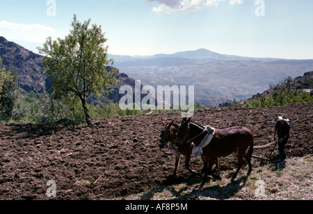 Noch viel Landwirtschaft in den Alpujarras erfolgt traditionell, wie dieser Mann seine Felder durch das Dorf Juviles Pflügen Stockfoto