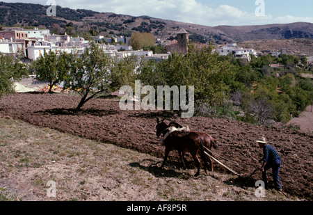 Noch viel Landwirtschaft in den Alpujarras erfolgt traditionell, wie dieser Mann seine Felder durch das Dorf Juviles Pflügen Stockfoto