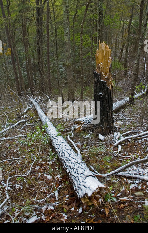 Leichter Schneefall auf verbrannte Fläche Ausläufer Parkway Tennessee Stockfoto