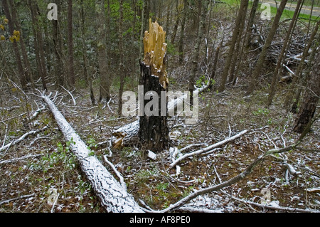 Leichter Schneefall auf verbrannte Fläche Ausläufer Parkway Tennessee Stockfoto