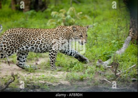 Seitenansicht von einem jungen Leopard Cub in üppigen Grünfläche Sabi Sand Game Reserve Mpumalanga in Südafrika unterwegs Stockfoto