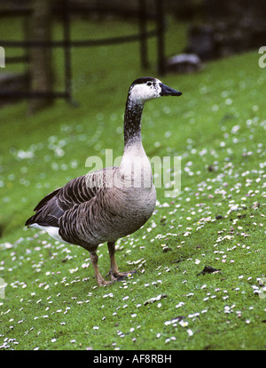 Kanada-Gans, Fountains Abbey Deer Park, Studley Royal, Ripon, Nordyorkshire, England, UK Stockfoto