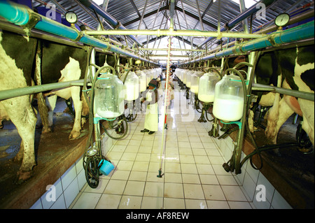 Eine Arbeitnehmerin, die tendenziell in eine automatisierte Molkerei Friesland Kühe gleichzeitig gemolken Underberg, Kwazulu-Natal; Südafrika Stockfoto
