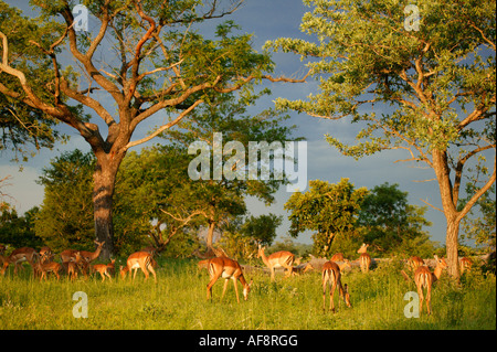 Ein Impala Herde Weiden in warmen Nachmittag Sonnenlicht Sabi Sand Game Reserve, Mpumalanga; Südafrika Stockfoto