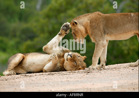 Ein männlicher Löwe liegend auf seinen wirft seine Pfote spielerisch zu ihr Bruder Sabi Sand Game Reserve, Mpumalanga; Südafrika Stockfoto