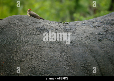 Ein rotes abgerechnet Oxpecker ruht auf den Hintern eines weißen Nashorns Sabi Sand Game Reserve, Mpumalanga; Südafrika Stockfoto