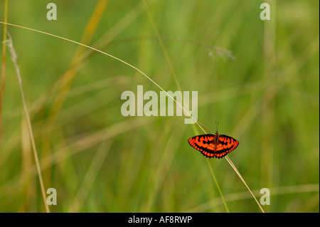 Schmetterling thront auf einem gekrümmten Rasen Stiel Sabi Sand Game Reserve, Mpumalanga; Südafrika Stockfoto
