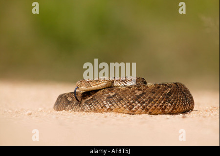 Eine große Blätterteig Addierer (giftigen) liegen am offenen Boden Sabi Sand Game Reserve, Mpumalanga; Südafrika Stockfoto