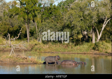 Malerische Aussicht auf Flusspferd (Hippopotamus Amphibius) Pod Aalen in der Sonne in einem Bushveld-Damm; Südafrika Stockfoto