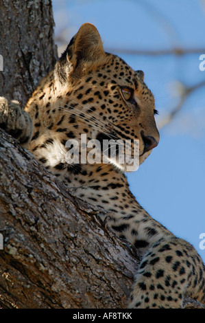 Leoparden Panthera Pardus Blick aus einem Zweig in einen Baum Sabi Sand Game Reserve Mpumalanga in Südafrika Stockfoto