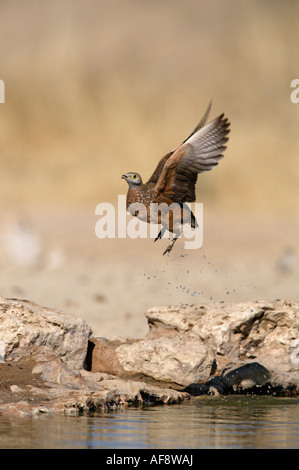 Burchell Sandgrouse ausziehen nach einem Drink verlassen einen Strom von Wassertropfen Stockfoto