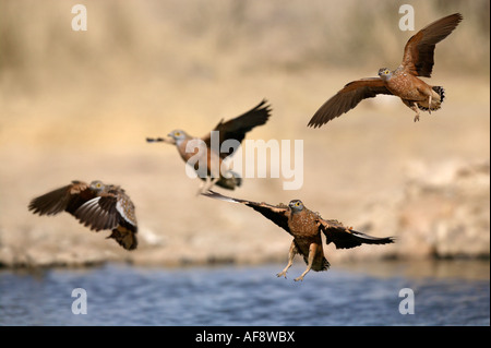 Herde von Burchell Sandgrouse Landung an einer Wasserstelle Stockfoto