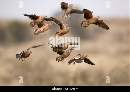 Herde von Burchell Sandgrouse Landung an einer Wasserstelle Stockfoto