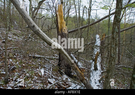 Leichter Schneefall auf verbrannte Fläche Ausläufer Parkway Tennessee Stockfoto